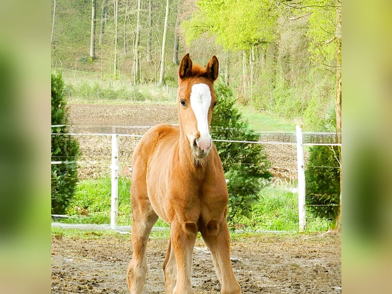 Westphalian Mare  17 hh Chestnut in Lienen