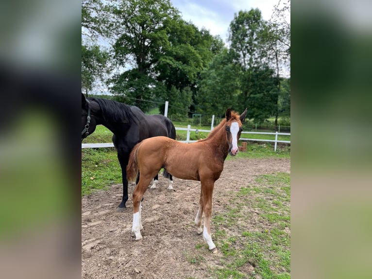 Westphalian Mare  17 hh Chestnut in Lienen