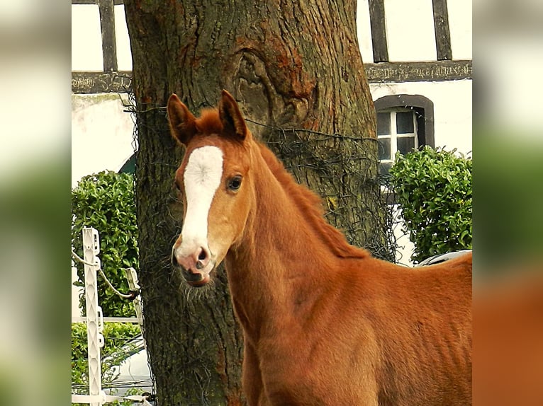 Westphalian Mare  17 hh Chestnut in Lienen