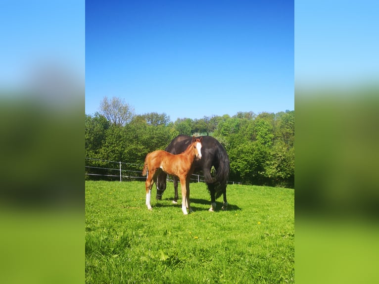 Westphalian Mare  17 hh Chestnut in Lienen