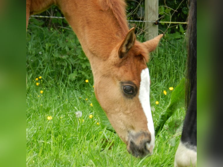 Westphalian Mare  17 hh Chestnut in Lienen