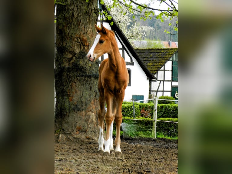 Westphalian Mare  17 hh Chestnut in Lienen