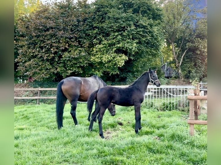 Westphalian Mare Foal (05/2025) 17 hh Smoky-Black in Billerbeck