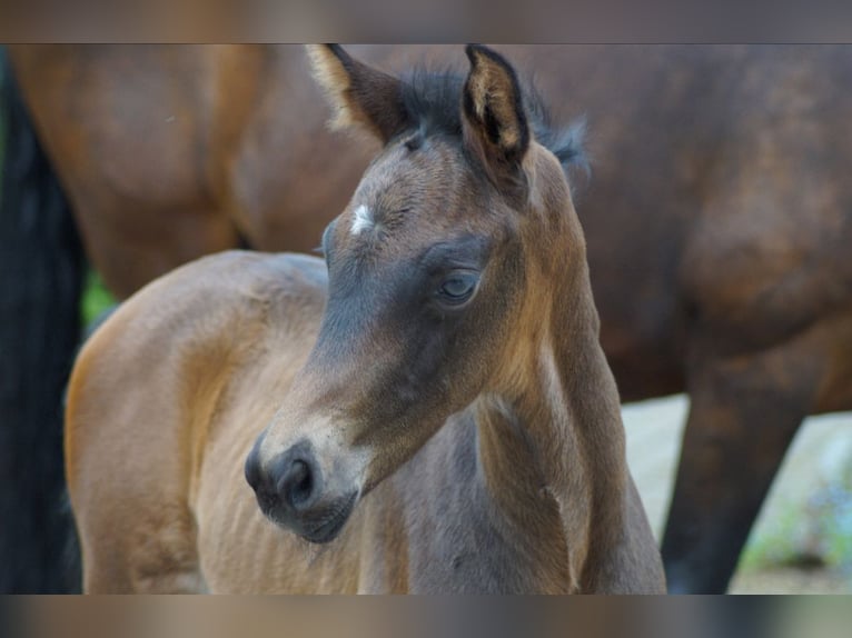Westphalian Mare Foal (01/2026) 17 hh Smoky-Black in Horstmar