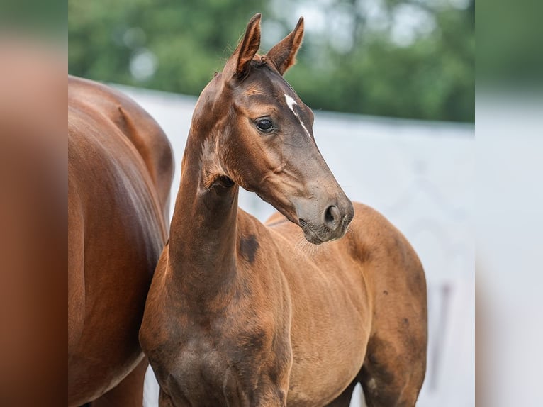 Westphalian Mare Foal (05/2024) Bay-Dark in AN Voorst Oude Ijsselstreek