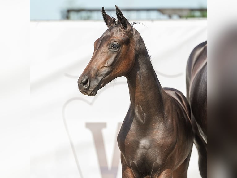 Westphalian Mare Foal (04/2024) Bay-Dark in Borken