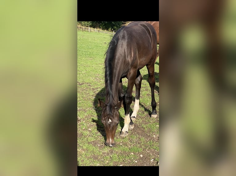 Westphalian Mare Foal (05/2025) Bay-Dark in Netphen Westphalian Mare Foal (05/2025) Bay-Dark in Netphen