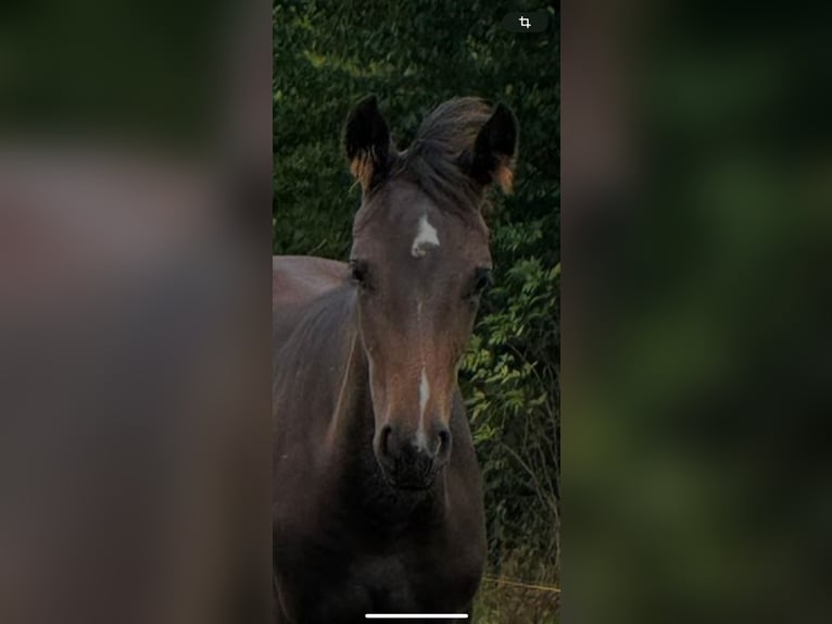 Westphalian Mare Foal (05/2025) Bay-Dark in Netphen Westphalian Mare Foal (05/2025) Bay-Dark in Netphen