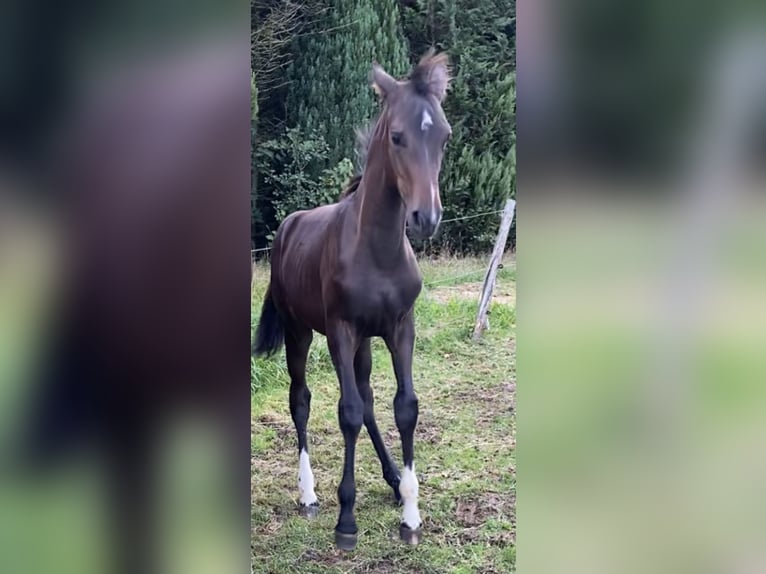 Westphalian Mare Foal (05/2025) Bay-Dark in Netphen Westphalian Mare Foal (05/2025) Bay-Dark in Netphen