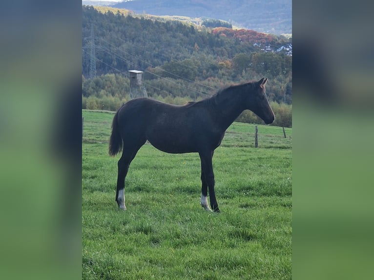 Westphalian Mare Foal (05/2025) Bay-Dark in Netphen Westphalian Mare Foal (05/2025) Bay-Dark in Netphen