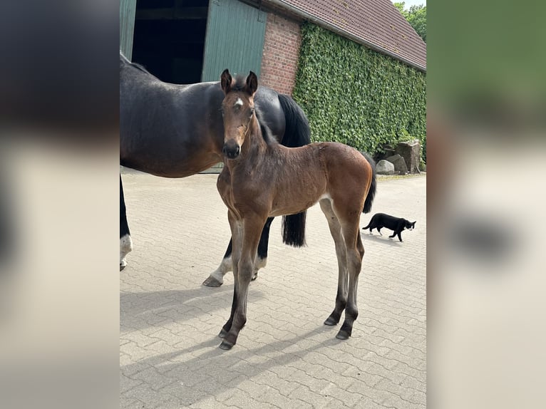 Westphalian Mare Foal (05/2024) Bay-Dark in Rees