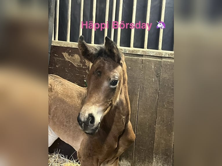 Westphalian Mare Foal (05/2026) Bay-Dark in Verl