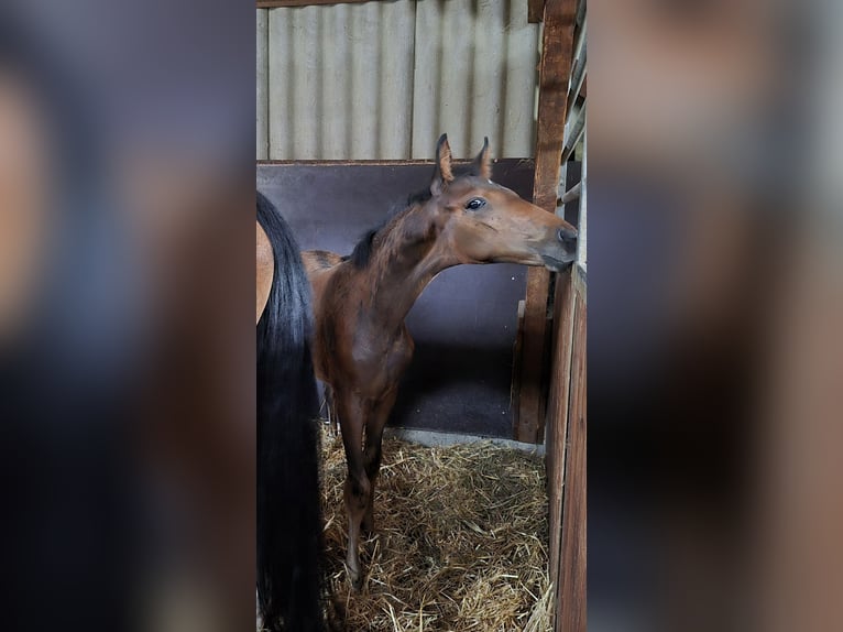 Westphalian Mare Foal (05/2025) Bay-Dark in Bruchsal