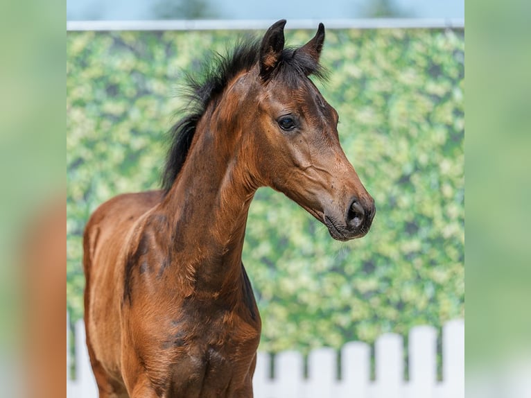 Westphalian Mare Foal (04/2026) Bay-Dark in Mnster-Handorf