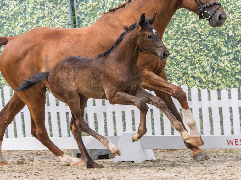 Westphalian Mare Foal (05/2026) Bay-Dark in Mnster-Handorf