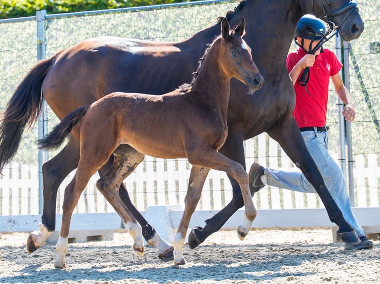Westphalian Mare Foal (06/2026) Bay-Dark in Mnster-Handorf