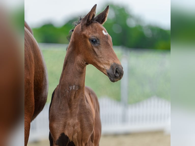 Westphalian Mare Foal (05/2026) Bay-Dark in Mnster-Handorf