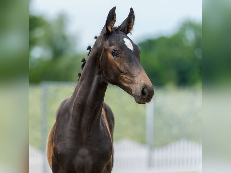 Westphalian Mare Foal (03/2026) Bay-Dark in Mnster-Handorf