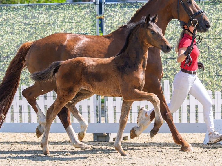 Westphalian Mare Foal (04/2026) Bay-Dark in Mnster-Handorf
