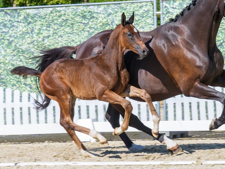 Westphalian Mare Foal (06/2026) Bay-Dark in Mnster-Handorf