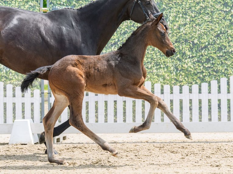 Westphalian Mare Foal (04/2026) Bay-Dark in Mnster-Handorf
