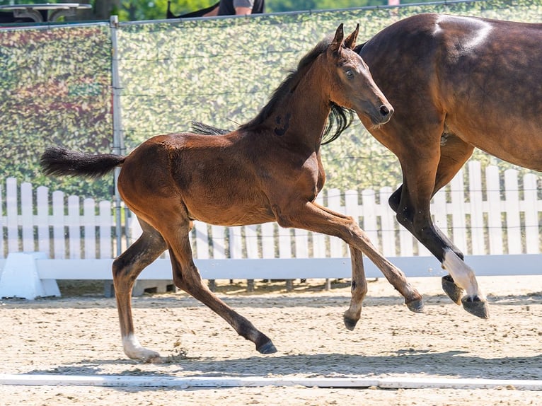 Westphalian Mare Foal (04/2026) Bay-Dark in Mnster-Handorf