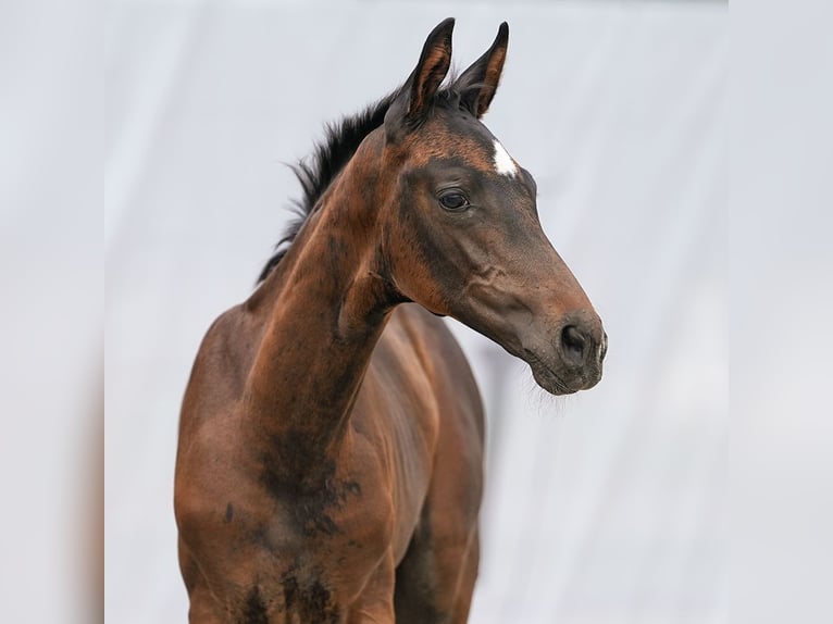 Westphalian Mare Foal (06/2024) Bay-Dark in Münster-Handorf