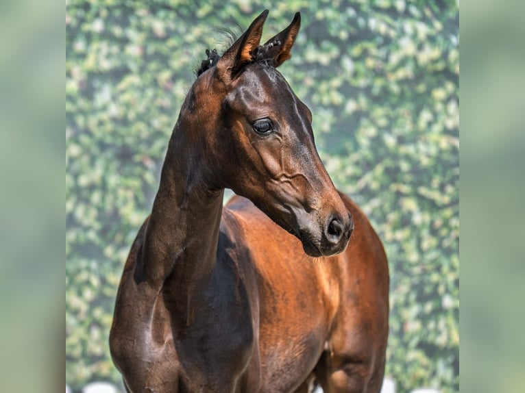 Westphalian Mare Foal (05/2025) Bay-Dark in M&#xFC;nster-Handorf