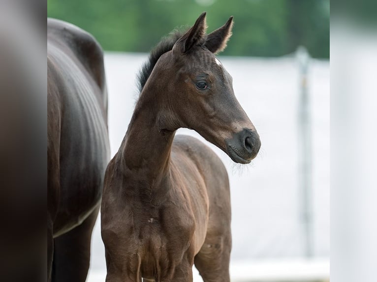 Westphalian Mare Foal (05/2024) Bay-Dark in Münster-Handorf