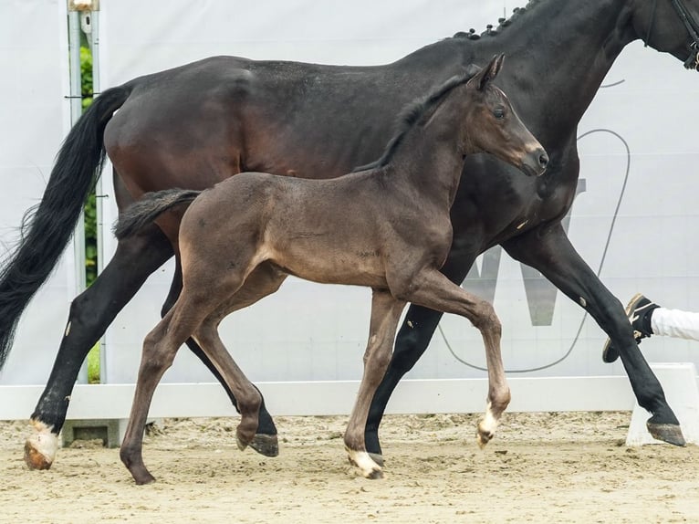 Westphalian Mare Foal (05/2024) Bay-Dark in Münster-Handorf