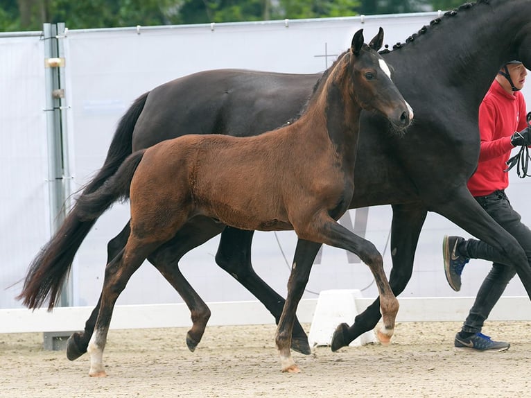 Westphalian Mare Foal (03/2024) Bay-Dark in Münster-Handorf