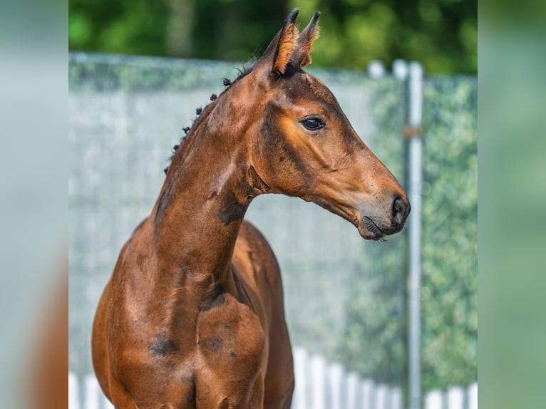 Westphalian Mare Foal (06/2025) Bay-Dark in M&#xFC;nster-Handorf
