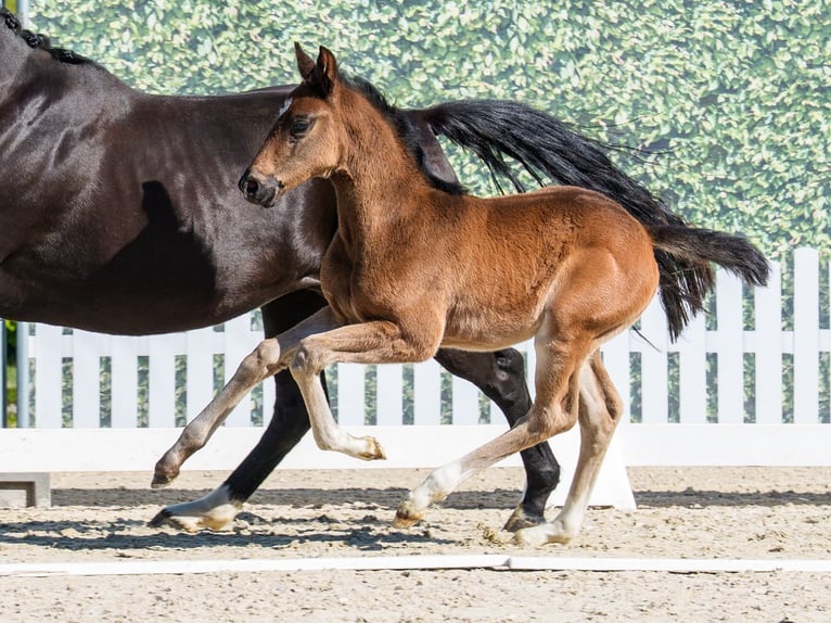 Westphalian Mare Foal (03/2026) Bay-Dark in Münster-Handorf