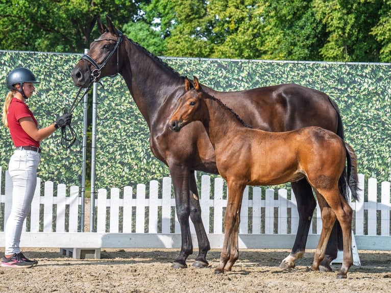 Westphalian Mare Foal (06/2025) Bay-Dark in M&#xFC;nster-Handorf