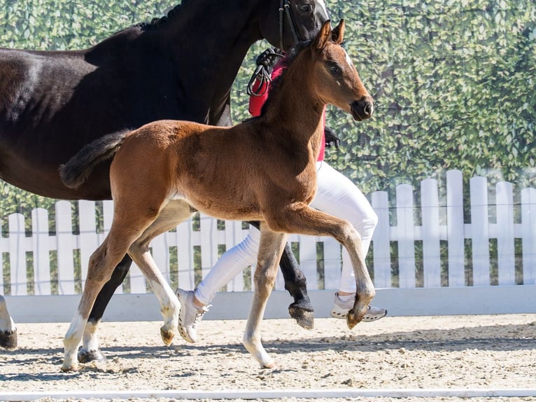 Westphalian Mare Foal (03/2026) Bay-Dark in Münster-Handorf
