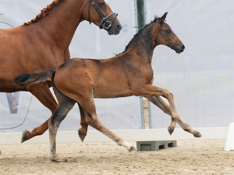 Westphalian Mare Foal (06/2024) Bay-Dark in Münster-Handorf