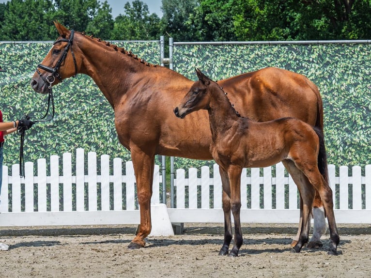 Westphalian Mare Foal (05/2025) Bay-Dark in M&#xFC;nster-Handorf