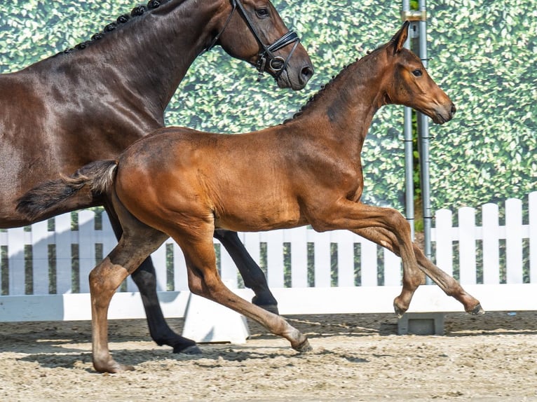 Westphalian Mare Foal (06/2025) Bay-Dark in M&#xFC;nster-Handorf