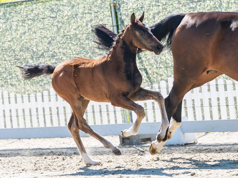 Westphalian Mare Foal (03/2026) Bay-Dark in Münster-Handorf