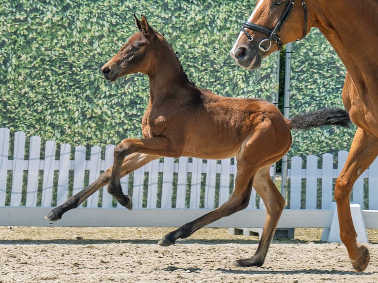 Westphalian Mare Foal (05/2025) Bay-Dark in M&#xFC;nster-Handorf