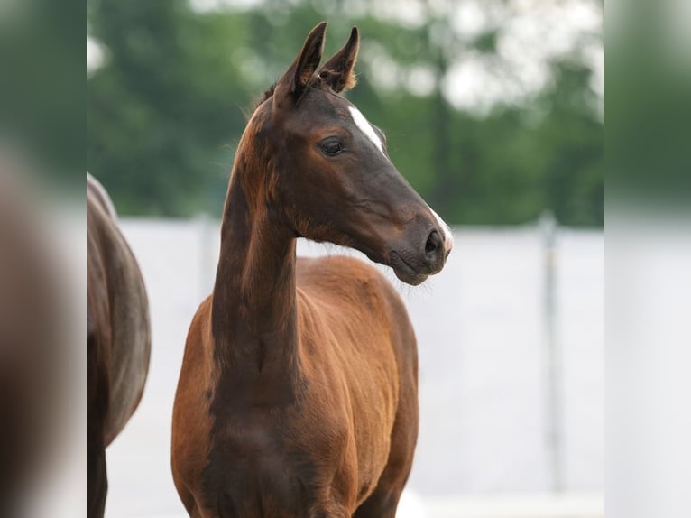 Westphalian Mare Foal (03/2024) Bay-Dark in Münster-Handorf