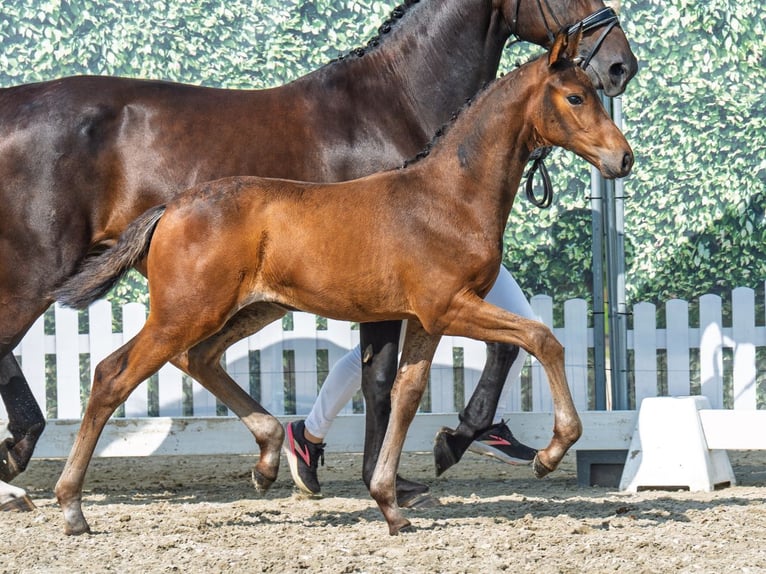 Westphalian Mare Foal (06/2025) Bay-Dark in M&#xFC;nster-Handorf