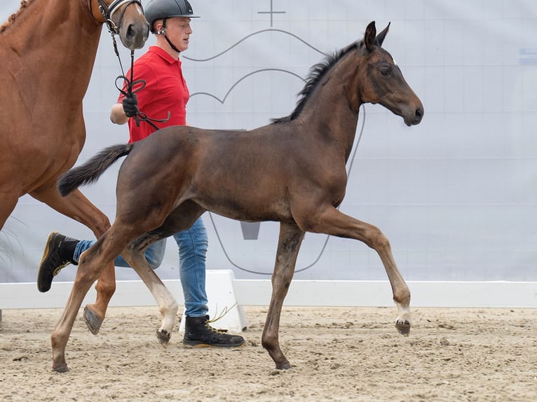 Westphalian Mare Foal (06/2024) Bay-Dark in Münster-Handorf