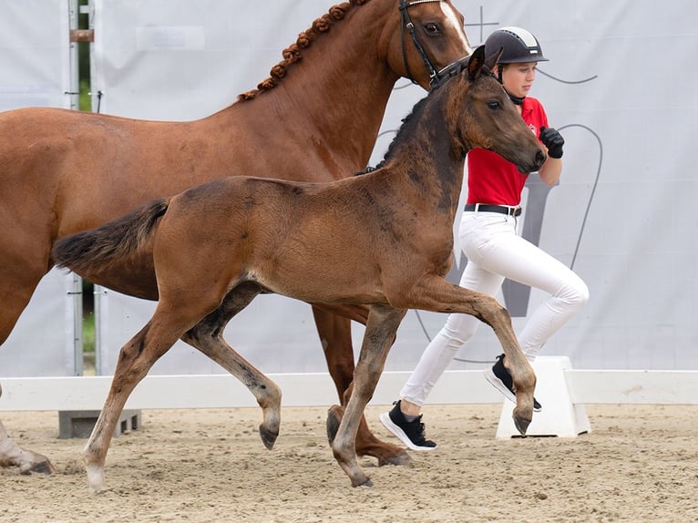 Westphalian Mare Foal (06/2024) Bay-Dark in Münster-Handorf