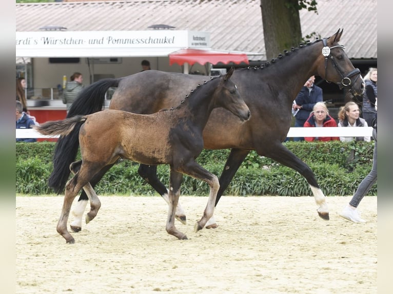 Westphalian Mare Foal (03/2024) Bay-Dark in Oelde