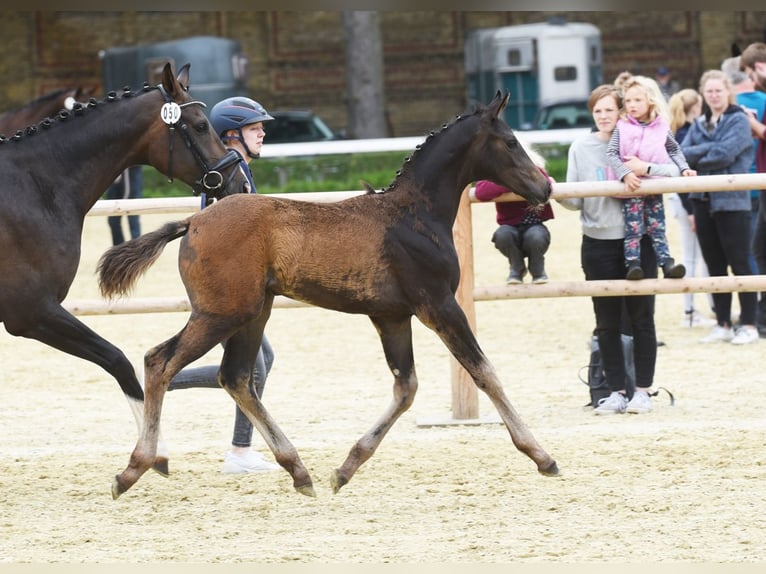 Westphalian Mare Foal (03/2024) Bay-Dark in Oelde