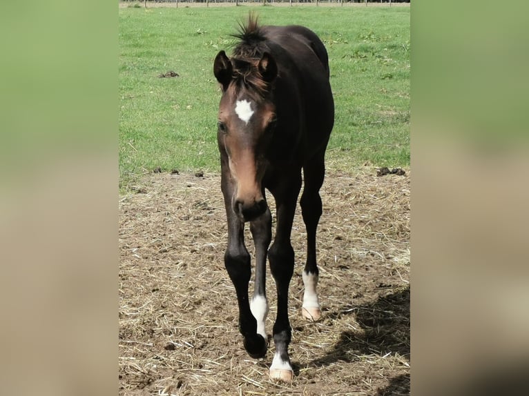 Westphalian Mare Foal (04/2023) Bay-Dark in Horstmar