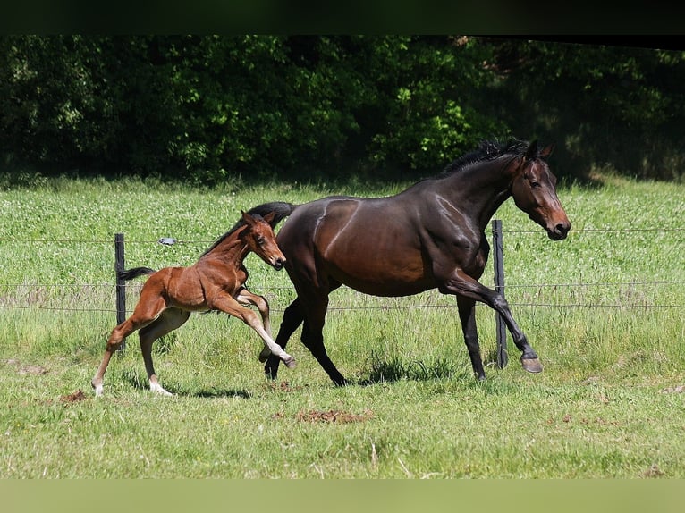 Westphalian Mare Foal (05/2025) Bay-Dark in Wesel