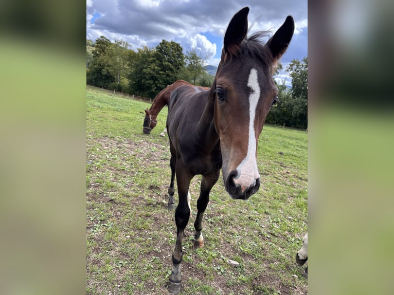 Westphalian Mare Foal (01/2025) Bay-Dark in Netphen