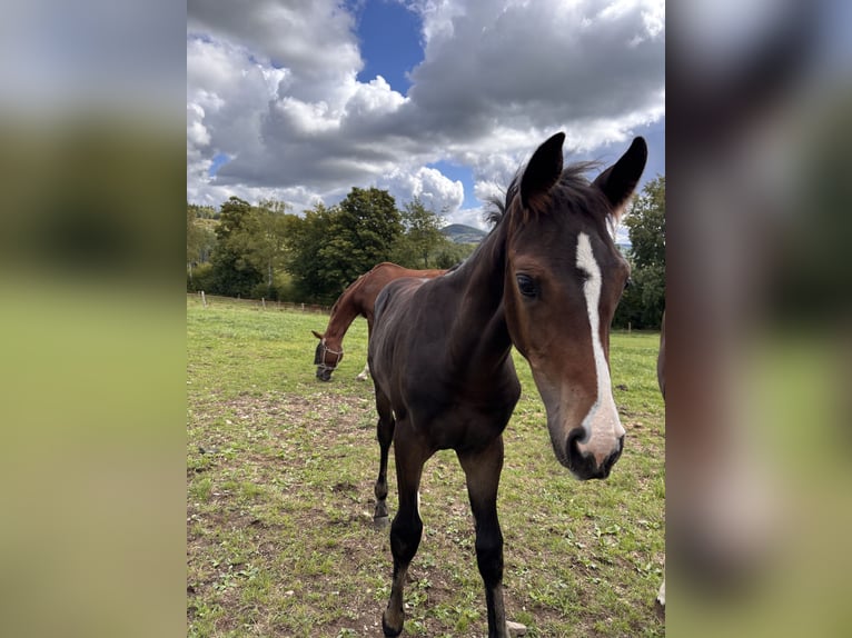 Westphalian Mare Foal (01/2025) Bay-Dark in Netphen